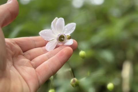 大人の夏休み。奥多摩 滝めぐりハイキング。