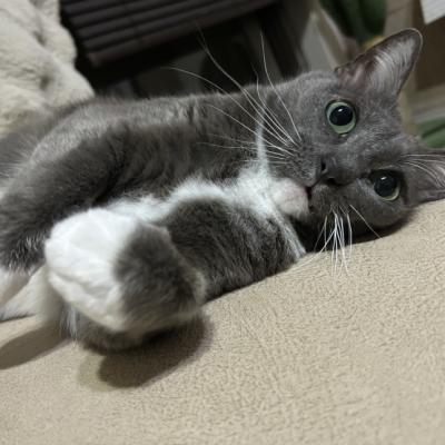 きゃんみね