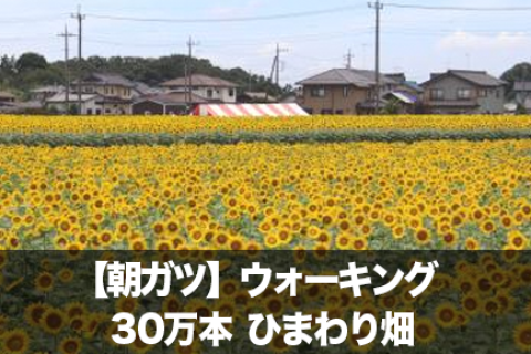 【朝ガツ】30万本のひまわり畑＆3県境ウォーキング｜12km朝旅