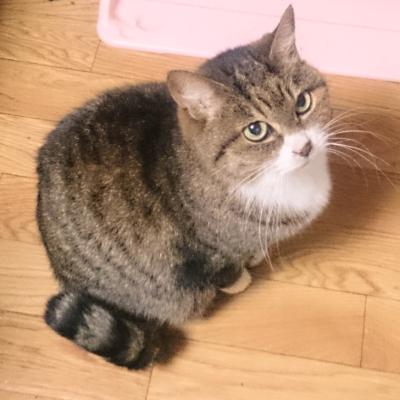 愛猫さくら