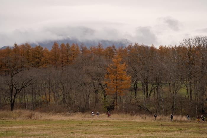 黄金色に輝くカラマツ林