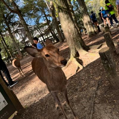 ならマラソン試走会