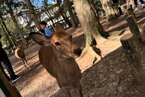 ならマラソン試走会