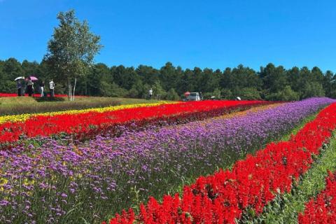 広大な花畑と緑豊かな森を駆け抜ける！「第2回八ヶ岳農業大学校マラソン」