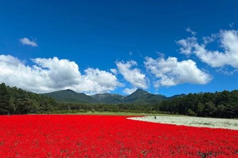 広大な花畑と緑豊かな森を駆け抜ける！「第2回八ヶ岳農業大学校マラソン」