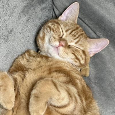 猫探偵