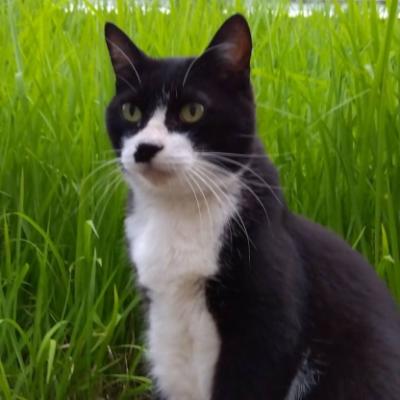 あいあいすぎさん