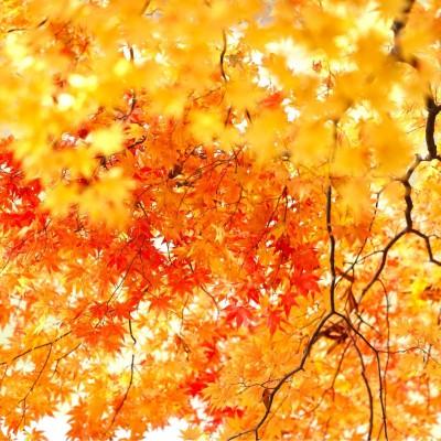紅葉画像2