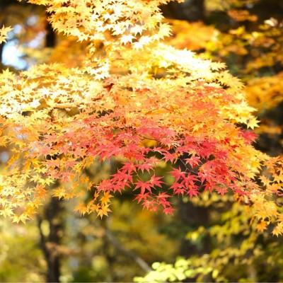 紅葉画像1