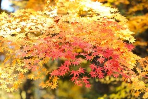2026小海町紅葉ウォーク 〜豆知識も楽しむウォーキング〜