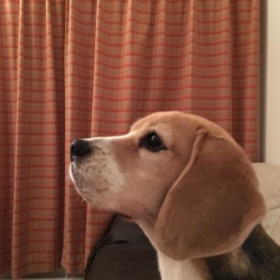 きらりんごさん
