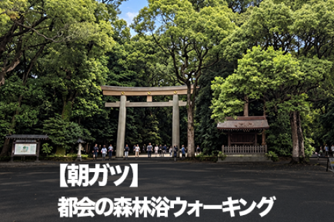 【朝ガツ】都会の森林浴ウォーキング｜明治神宮の森と代々木公園10キロ朝旅