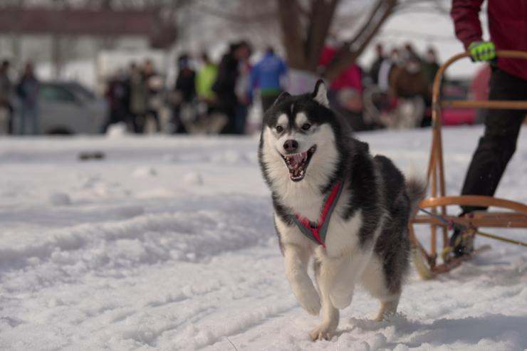 犬ぞりの夏季トレーニングとして！