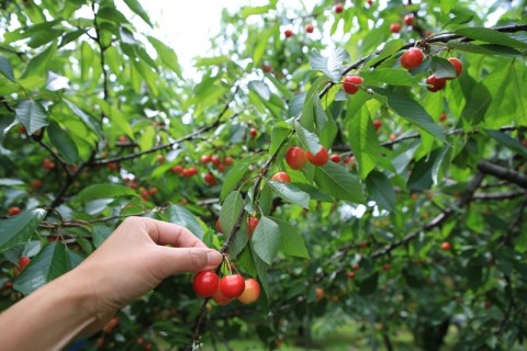 さくらんぼ食べ放題マラニック