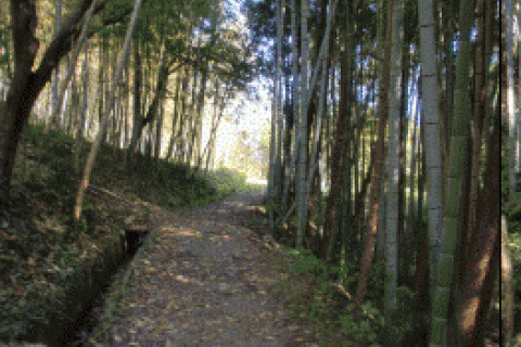 斑鳩の里と矢田丘陵縦走 約25km 桜花ラン　（ゆららの湯入浴券・食事券付き）