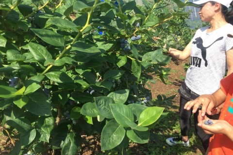 須坂ブルーベリー食べ放題マラニック2019